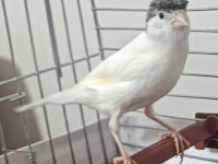 10 aylık erkek ötümde kanarya