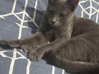 Acil Sahiplendirme Kedi