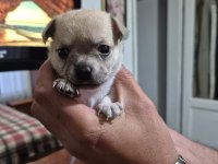 Chihuahua 1 Aylık Yavrularımız