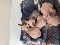 Sfenks Kedisi Erkek Ve Dişi Renkli Göz