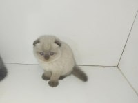 40 Günlük Scottish Fold Yavrular