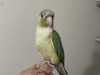 Oyuncu Konur Papağanımız