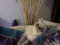 Blue Point Dişi Yavru Kedimiz