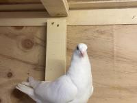 Takım takım mardin güvercin