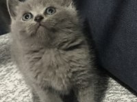 Safkan British Shorthair Yavrularım Yeni Yuva Arıyor