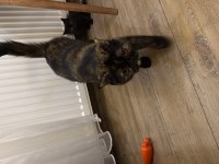 2 Aylik İran Kedisi