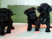 Minyatür Schnauzer Yavru