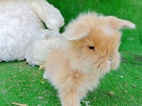 Hollanda teddy lop tavşan yavrularımız