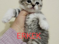 Rezerveye Açık Yavru Kedilerimiz