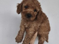 Toy Poodle Yavruları