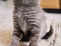 45 Günlük Lılac Ve Gri Scottish Fold Bebekler
