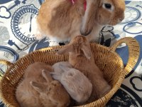 Mini lop orjinal safkan tavşan