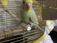 3-6 Aylık Arası Muhabbet Kuşu Bebişler