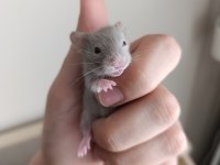 Sağlıklı suriye hamster yavruları