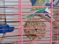 1 Yaşında 1 Dişi Ve 1 Erkek Muhabbet Kuşu