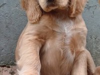 A Kalite Amerikan Cocker