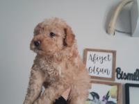 3 Aylık Apricot Toy Poodle Dişi Yavrumuz