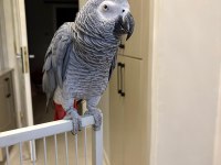 Evcil jako papağanı