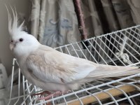 Dişi Jumbo Sultan Papağanı Albino