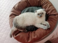 2 buçuk aylık yavru kedimiz