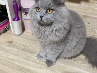 5 Aylık British Longhair
