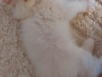 2 Aylık Erkek Bebek Köpeğimiz Yuva Arıyor