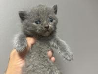 Safkan british shorthair bebeklerim