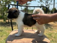 Safkan & Belgeli American Akita Yavruları