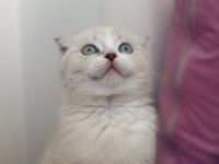 Scottish fold boncuğumuza yuva arıyoruz