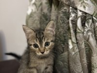 Rus-İran Kırması Yavru Kedimiz