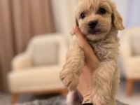 2 aylık maltipoo
