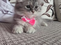 2 aylık british longhair dişi