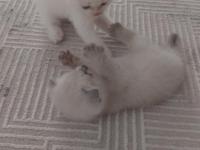 2 Adet Scottish 1 Adet British