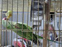 Jumbo Boy Alexander Papağanı