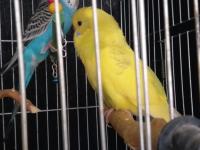 2 Aylık Muhabbet Kuşu Yavrular