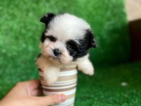 0 Numara Morkie Yavrular