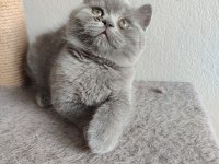 Ayı Surat Safkan Son British Shorthair Yavrumuz