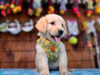 Altın kalpli yavru golden retriever yeni yuvaya hazır!