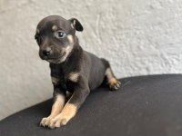 Safkan 0 Numara Minyatür Pinscher