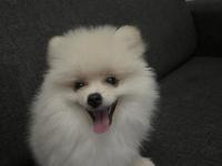 Köpeğimiz Hakkında Detaylı Bilgi İçin Arayınız