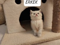 Lynx point british shorthair paşam hazır
