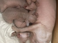 Safkan Kanada Sfenks Yavruları