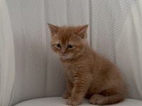 Bayram şekeri kedimiz