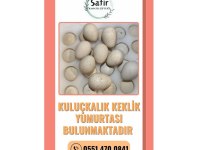 Kuluçkalık keklik yumurtaları