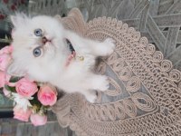 British 2 aylık kar beyazı maviş