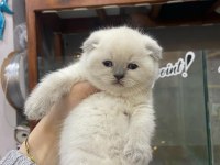 2 Aylık Scottish Fold Shorthair Yavru Kedilerimiz