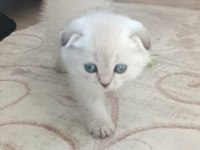 Scottish Fold Mavişimize Yuva Arıyoruz