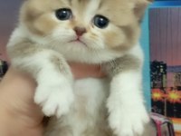 British shorthair yavrular