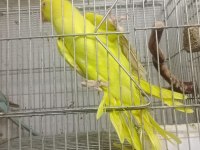 Prehistoricpets Garantisi İle Pakistan Papağanı