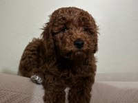 Red Brown Toy Poodle Yakışıklı Erkek